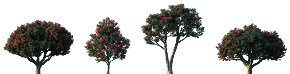 Set of Corymbia ficifolia (commonly known as red flowering gum) frontal set street blossoming trees isolated png on a transparent background perfectly cutout