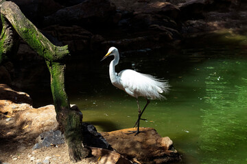 Great Egret (Ardea alba)