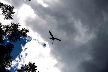 Silhouette of a Cattle Egret (Ardea ibis)