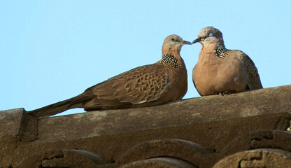 Spotted Dove (Spilopelia chinensis)