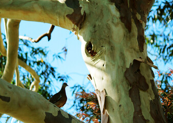 Spotted Dove (Spilopelia chinensis) perching on a tree trunk