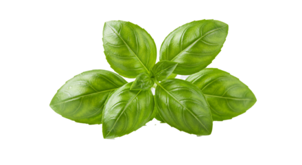 A close up shot of a vibrant green basil plant with multiple leaves against a black background on transparent background