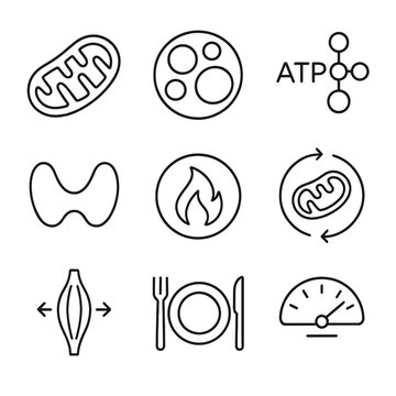 Metabolic Heat Icons. Outline icon set of Metabolic heat production: mitochondrion, brown fat cell, ATP molecule, thyroid gland,