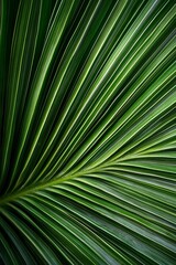 Radiant Green Palm Frond Striped Foliage Abstract, Tropical , Nature