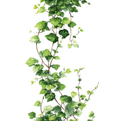 Naklejka premium Twining Ivy Vine with Dense Green Foliage – Isolated on Transparent Background