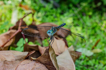 dragonfly on a branch