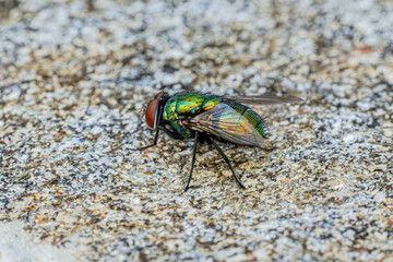 fly on a rock