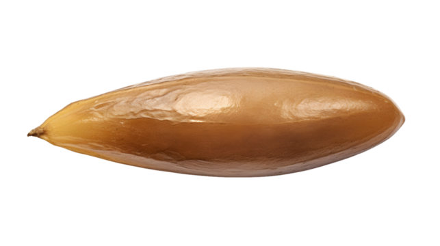 Close up of a single date seed for planting and growing date palm trees on transparent background