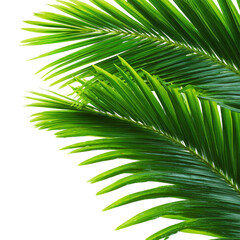 Fototapeta premium Lush Green Palm Leaf Close-Up – Nature Botanical Element