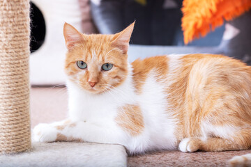 A fluffy orange and white cat is comfortably laying next to a scratching post