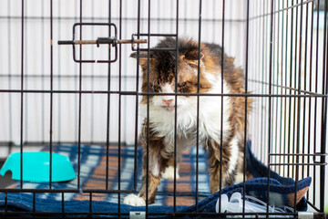 A small cat is standing in a cage on a cozy blanket inside