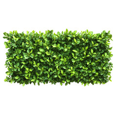 Obraz premium Green foliage background. Natural hedge or bush with fresh leaves. Isolated on transparent background. Clean environment border.