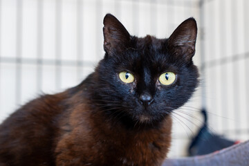 A black cat with striking yellow eyes gazes intently at the camera