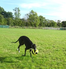 Greyhound with toy in a field