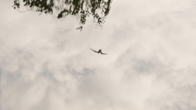 Fiskm&aring;sar reflekteras i kanalvatten &ndash; slow motion, Norra Djurg&aring;rdsstaden
Seagulls Reflected in Canal Water &ndash; Slow Motion, Norra Djurg&aring;rdsstaden