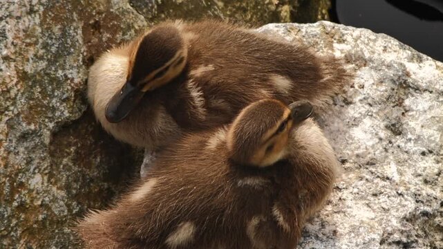 Gr&auml;sandsungar vilar p&aring; stenar vid kanal &ndash; slow motion, Norra Djurg&aring;rdsstaden
Mallard Ducklings Resting on Rocks by a Canal &ndash; Slow Motion, Norra Djurg&aring;rdsstaden