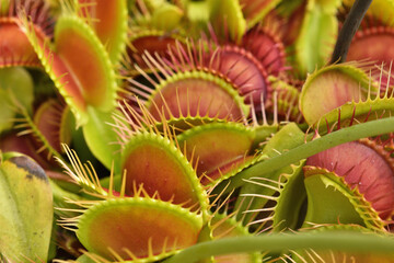 Closeup of several snap traps of the Venus flytrap Dionaea muscipula (clone Kronos; family Droseraceae), a carnivorous plant from North Carolina and South Carolina, USA.