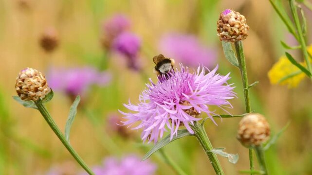 Humla p&aring; r&ouml;dklint i svensk sommar &ndash; slow motion
Bumblebee on Red Knapweed in Swedish Summer &ndash; Slow Motion
