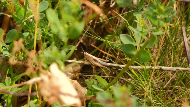 Gr&auml;shoppa i svenskt sommargr&auml;s &ndash; slow motion
Grasshopper in Swedish Summer Grass &ndash; Slow Motion