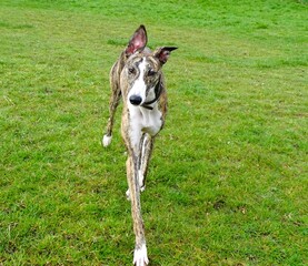Brindle spanish galgo/greyhound in a field