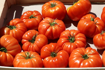 Fresh tomatoes gathered at a local farmers market
