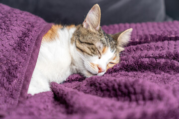 Relaxed three color  Cat Sleeping on a Soft Purple Blanket. Cozy and Adorable Pet Resting in a Comfortable Home cold winter weather. Peaceful Feline Nap. Fluffy Domestic Cat Relaxation. Pet ownership.
