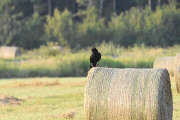 La Plaine 28 Juillet 2025