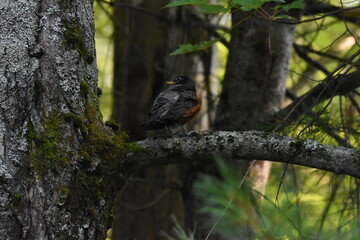 La Plaine 28 Juillet 2025