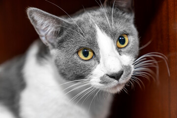 Peaceful gray and white domestic cat sleeping, looking on wooden surface indoors, symbolizing relaxation, comfort, and pet companionship in a cozy home environment, perfect for animal and lifestyle co