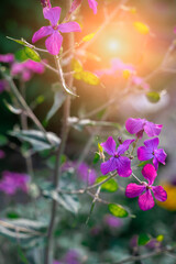 Fototapete bei efototapeten.de bestellen   