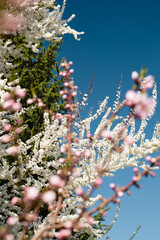 wiosna © Karolina Fotografie