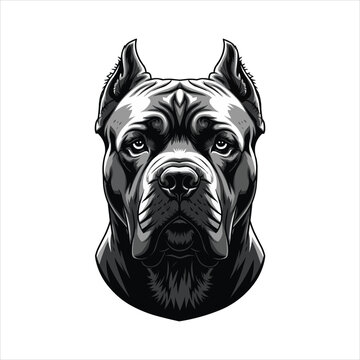 Powerful Cane Corso Dog Head Illustration with Intense Gaze and Muscular Build