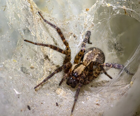 spider on a web