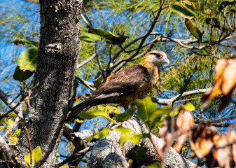 Close up view of a yellow-headed caracara (Milvago chimachima) percched on a tree branch
