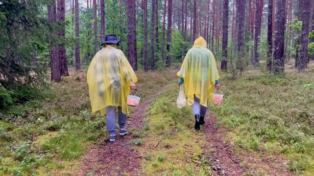 Two women in yellow rain ponchos walking along narrow forest path carrying buckets of freshly picked chanterelles, moving through wet pine woods