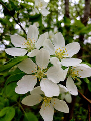 White blossoms blooming on branches in a lush green garden during spring season