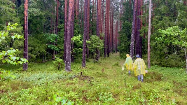 Two women in yellow rain ponchos walking through wet windy pine forest carrying buckets of foraged chanterelles, moving along soft mossy path