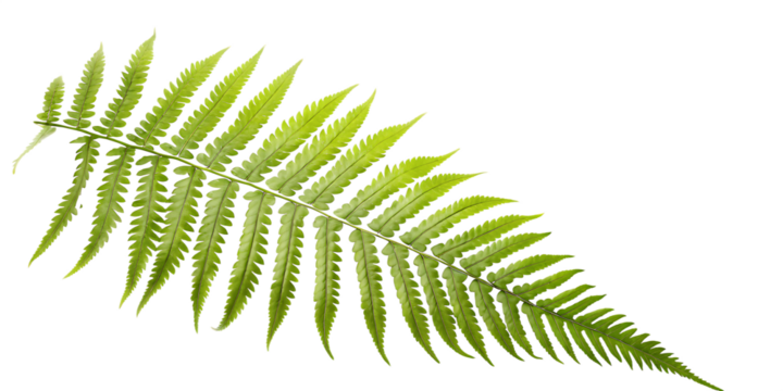 Vibrant green fern frond isolated on a transparent background