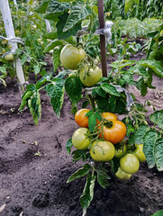 Tomato Plant with Ripening Fruits in Garden, tomatoes in a greenhouse