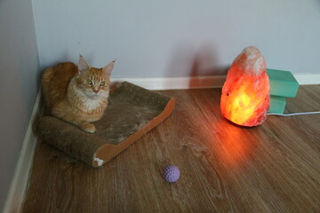 Fun maine coon cat relaxing sitting near the salt orange interior bright lamp and massage ball indoors at home