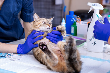 A domesticated cat is carefully examined by a veterinarian in a clinic