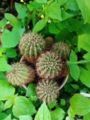 Cactus Garden Surrounded by Lush Green Foliage, close up of a cactus