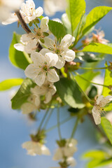 Delicate White Blossoms Against Blue Sky