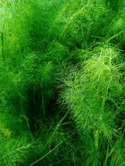 Close-up of lush green fennel plant with delicate feathery foliage, green grass background