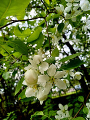 Beautiful white blossoms on tree branches in a vibrant green forest during springtime