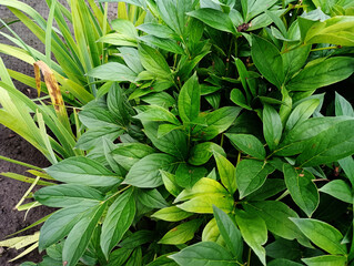Lush Green Peony Foliage with Complementary Iris Blades