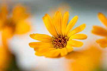 calendula officinalis or marigold flower on white