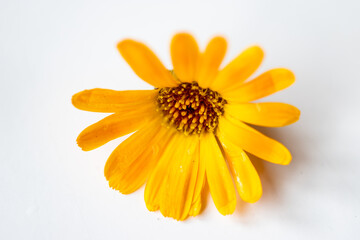 calendula officinalis or marigold flower on white