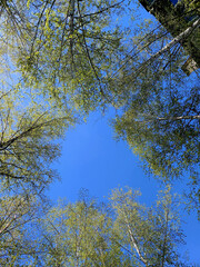 Lush green treetops framed against a deep blue sky on a sunny day in a serene forest landscape