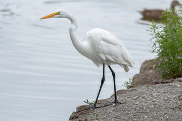 Garza ardea alba en busca de alimento